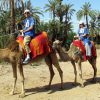 Marrakech camel rides