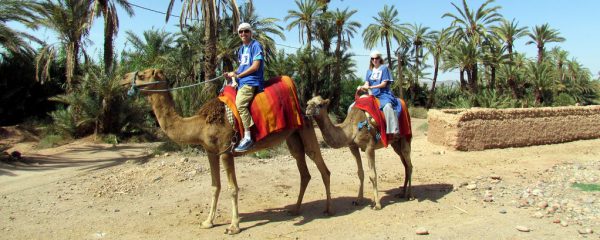 Marrakech camel rides